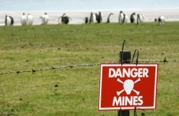 Falkland penguins in a minefield.