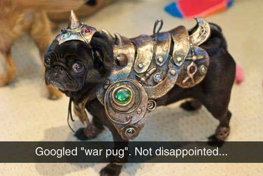 War pug.