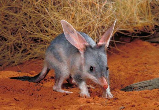 Bilby.