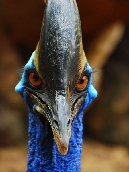 Cassowary.